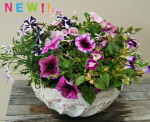 母の日 鉢植え おしゃれの人気商品 通販 価格比較 価格 Com