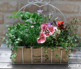 楽天市場 寄せ 植え ギフト おしゃれの通販