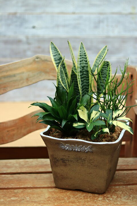 楽天市場】【15%OFF】植木鉢 プランター ファイバーストーン [194 