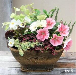 母の日 鉢植え おしゃれの人気商品 通販 価格比較 価格 Com
