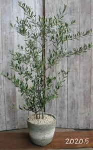 玄関 植木 おしゃれの通販 価格比較 価格 Com