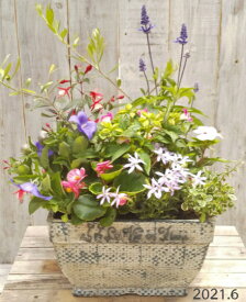 楽天市場 おしゃれ 寄せ植えの通販