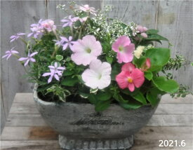楽天市場 ペチュニア 鉢植えの通販