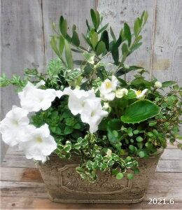 母の日 鉢植え おしゃれの人気商品 通販 価格比較 価格 Com