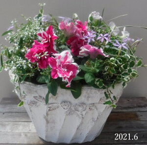 鉢植え ギフト おしゃれ 生花の人気商品 通販 価格比較 価格 Com