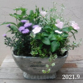 楽天市場 トルコキキョウ鉢植えの通販