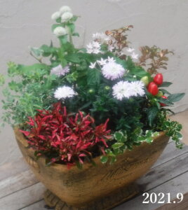 母の日 鉢植え おしゃれの人気商品 通販 価格比較 価格 Com