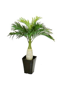 目隠し 観葉植物の人気商品 通販 価格比較 価格 Com