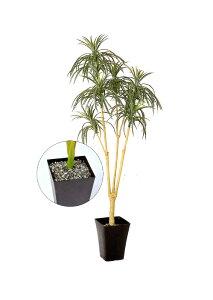 目隠し 観葉植物の人気商品 通販 価格比較 価格 Com