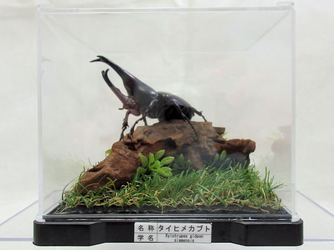 日本最大級の品揃え リアルな昆虫精密フィギュアをベースに製作 今にも動き出すかのような自然の雰囲気を醸し出している ジオラマ標本です タイヒメカブト♂７０ レプリカ標本 直営限定アウトレット