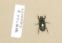 楽天市場】ニジイロクワガタ レッドの通販