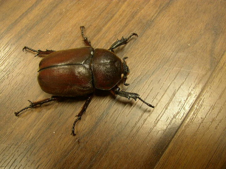 楽天市場 国産カブトムシ ペア オス黒目 メス ホワイトアイ ブリード個体フリーサイズ かぶとむし オオクワ京都昆虫館