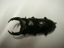 国産オオクワガタ♂71ミリUPペア【オスのみ目立つディンプルあり　わけあり】2026年羽化 【北海道　沖縄は、発送でき…
