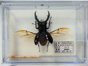 �W�{����˗��p�^�[��M�i���ĕW�{��{���i�j