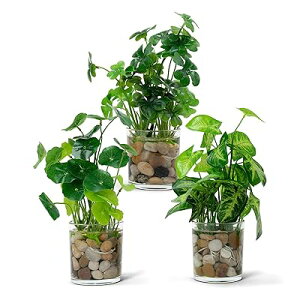 ���� �ϗt�A�� ���k�� �K���X�R�b�v���� 3�_�Z�b�g �C���e���A�O���[�� �t�F�C�N�O���[�� ��