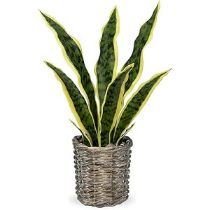 CeAO[ ϗtA tFCN tFCNO[ TXxA lHϗtA  㔫A e[ufR[V GAvc  Mtg (40CMoXPbg)