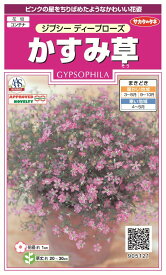 楽天市場 かすみ 草 苗の通販