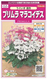 楽天市場 プリムラ 種の通販 楽天市場 プリムラ 種の通販