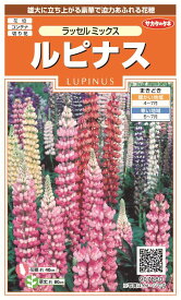 楽天市場 ルピナス 苗 花 ガーデン Diy の通販 楽天市場 ルピナス 苗 花 ガーデン Diy の通販