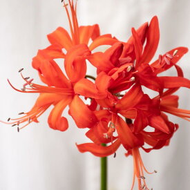 国内 送料無料離島含むダイヤモンドリリー オレンジ 3球セット　￥1680店長おススメ 10球販売あります。ご注文は上の段 こちら よりどうぞ！！入荷いたしました♪♪・・・