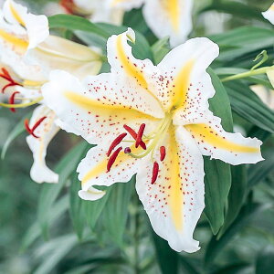 I_őIꂽ{̃}iRSji햼FI[^ S[hnh 3Zbg@̉l̉lƌ鍁͊ÂZDȂ܂͊ꂽł