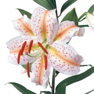 K@XXX̃IG^i햼F EGfBO}[` Ԍ`̓}^ 3ZbgԌa15`20cmE60`120cmDȂ܂͊ꂽ̔łEEE