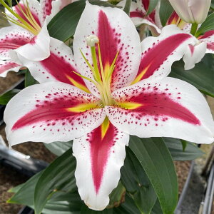 K@IG^2Fni햼FrbNX}C@3ZbgnɃCbh̃CۓIBԂ͑֌nő݊܂BԌa15`20cm100`120cmJ6`7ϊ A