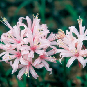 K@ꗥi܂ށj_Ch[(lljsN 3Zbg1880𔽎˂ăLLƋP܂B]̔łEEE