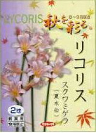 日本国内送料無料♪♪・・リコリス　スクワミゲラ（夏水仙）6球セット　おしゃれな花秋を彩るひがんばな草丈：60〜70cm入荷しました。