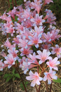 快適生活 国内送料無料♪♪・・ リコリス スプレンゲリー桃花  大球 5球セット 秋を彩るひがんばな草丈:40〜50cm7月より出荷始めます。ご予約受付中です。