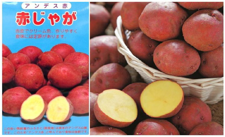 楽天市場 送料無料春植え馬鈴薯アンデス赤 岡山県産 二期性ジャガイモ 赤じゃがいも ｍ ｓサイズ kg入り出荷販売中です 送料無料 本州 四国 九州地区限定 京都園芸広場