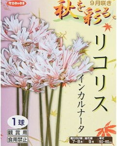 日本国内送料無料♪♪・・リコリス　インカルナータ　乳白色紅筋入り 5球セット　秋きを彩るひがんばな白花まんじゅしゃげともいい、ラジアータ（ヒガンバナ）よりやや大ぶりな花草丈