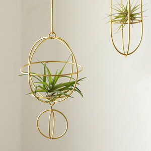 EhI[ig 2A Cu[ in bloom GA[vc