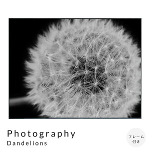 Photography Dandelions �A�[�g�|�X�^�[�i�t���[���t���j �A�[�g�|�X�^�[ �|�X�^�[ �t���[�� �|�X�^�[�t���[�� �t���[���t�� �C���e���A ��������