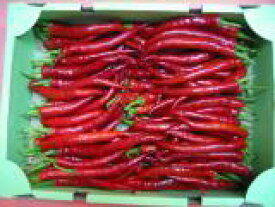 京都中央卸売市場中西青果仲卸直送だから新鮮！京野菜　赤伏見甘長とうがらし(1kg)無選別曲りなど