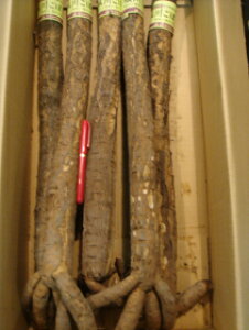 ʊЌI؋؂ꂪ{̔x삲ڂԏiAiLTCY(1{)@700gȏ@x싍@Pʂ1{̔łB