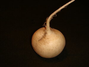 s()ʌI߂ق܂񋞓s{Yh卪(1a3cmȏ)@򖡁@s