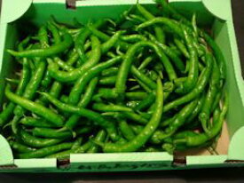 京都中央卸売市場中西青果仲卸直送だから新鮮！京野菜極上品訳あり伏見甘長唐辛子1kg曲がり　大きさ不揃い