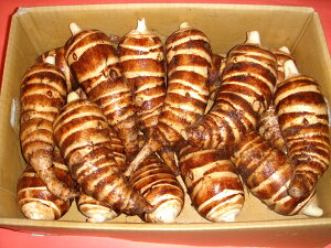 CV薼l싆ɂ̊CV@sYnʌI؂񂹂ĂłHׂĂقAICV G(2kg)@ssꒇڗ40NX傪I񂾊CVI@