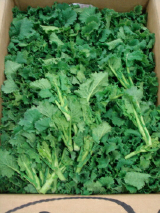 楽天市場 京野菜お徳用訳あり花菜 菜の花 菜種 お得用 3ｋｇ 京野菜の卸屋さん