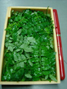 s_VܗpB̍ō؂̉薳IʕiꌧY10g60100