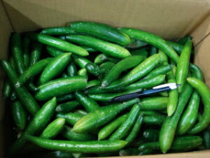 yzyVNs꒼zssꒆʒVNIp󂠂薳IʎꌧY͋s{YӉZ10kg@VLVĽӉZIʂőς!召AȂ