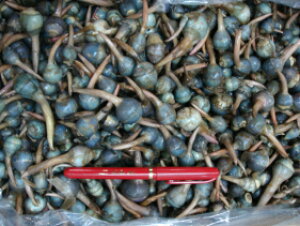 yz؂ꂪōl̂킢! 2STCYFĂSłsłقǑf炵2STCY300g@@@󌱑΍􉏋N@@Ɓ@NC