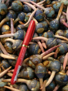 yz؂ꂪōl̂킢!@STCYFĂSłsłقǑf炵STCY4kg@󌱑΍􉏋N