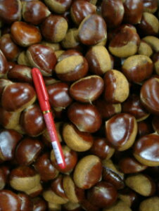 ypɂzyzss蒼IIiIYniI܂{̒OgI3LTCY(1kg)