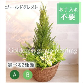 ● ゴールドクレスト 寄せ植え プランター 選べる2種類 (wgy-1) 造花 人工 観葉植物 フェイクグリーン 送料無料 94292