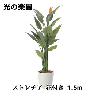  ̊y (2565A500) Xg`A ԕt 1.5m  lH ϗtA tFCNO[G}  94315