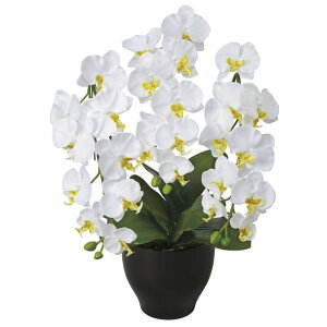 ●光の楽園 (20K120-79) 胡蝶蘭セリースW 送料無料 92648