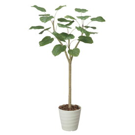 楽天市場 南国風 観葉植物 種類 植物 ウンベラータ の通販