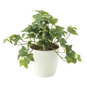 y|Cg3{ Ԍz ̊y (646A35-66) tbVACr[S  92577